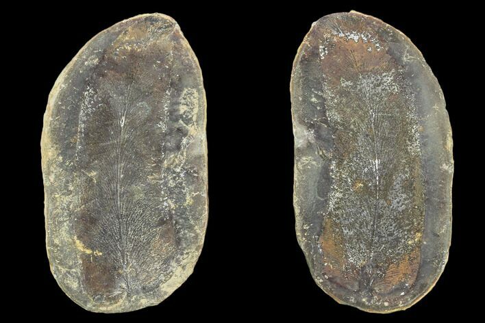 Neuropteris Fern Fossil (Pos/Neg) - Mazon Creek #104787